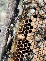 野生蜜蜂蜂巢蜜蜂巢图片
