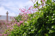 藤本植物花朵写真高清图片