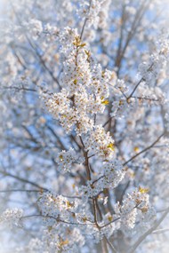 春日白色樱花唯美意境写真精美图片