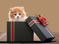 躲在礼品盒里的小猫精美图片
