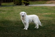 白色金毛猎犬高清图片