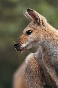 澳大利亚野生袋鼠图片大全