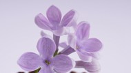 紫丁香微距花朵写真高清图片