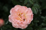 粉色蔷薇植物花朵写真图片