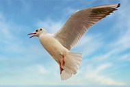 白色海鸥高空飞翔精美图片