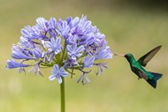 微距紫色花朵蜂鸟精美图片