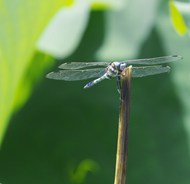 夏日荷塘蜻蜓写真图片