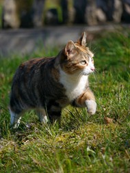 草地行走的虎斑猫精美图片