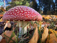 红色飞木耳蘑菇写真精美图片