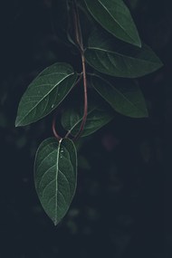 暗黑意境风格树叶写真高清图片