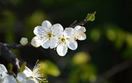 春天白色梅花开花高清图片
