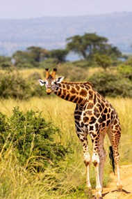 非洲野生保护动物长颈鹿精美图片