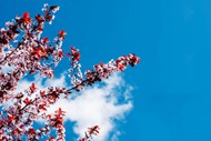 蓝天白云日本樱花写真高清图片