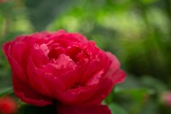 红色妖娆牡丹花精美图片