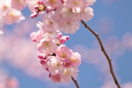 春天粉色樱花仰拍精美图片