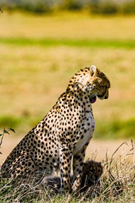 非洲大草原野生猎豹精美图片
