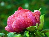 雨后红色牡丹花图片下载