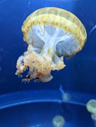 唯美蓝色深海海蜇水母图片下载
