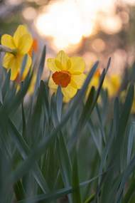 春天黄色水仙花微距特写写真图片