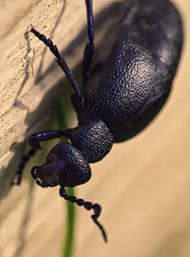 黑色油甲虫图片下载