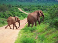 非洲野生大象迁徙图片下载
