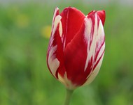 红色郁金香花苞高清图片