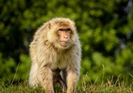 野生峨眉山猴精美图片