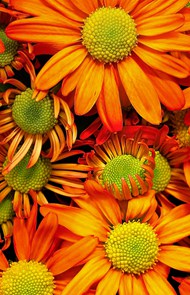 橙色非洲菊花卉写真精美图片