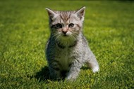 暖春绿色草地可爱小猫精美图片