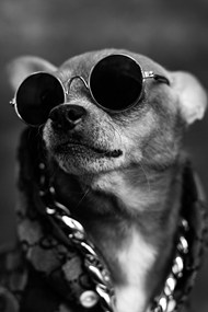 超萌黑白风格宠物狗狗摄影精美图片