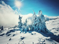冬日雪地暖阳雪松雪景高清图片