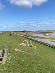 北海牧场草地羊群高清图片