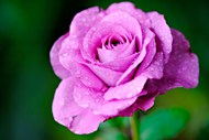 唯美紫色带水滴雨后玫瑰高清图片
