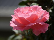 粉色玫瑰花微距特写写真精美图片