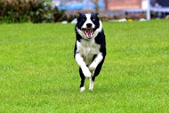 绿色草地上自由奔跑的狗狗高清图片