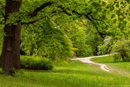 春天草地树木绿色养眼风景精美图片