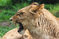 怒吼的母狮子高清图片