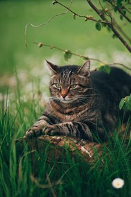 春天草地慵懒小猫咪精美图片
