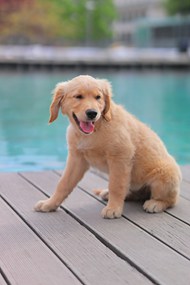 池畔金毛犬精美图片