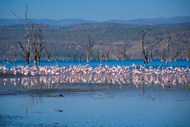 肯尼亚泻湖火烈鸟群高清图片