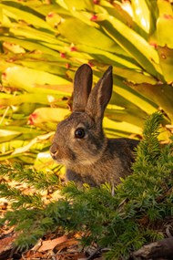 躲在灌木丛中的灰色兔子高清图片