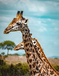 非洲野生长颈鹿头部写真图片下载