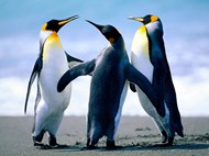 三只可爱企鹅精美图片