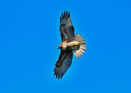 蓝色天空自由翱翔的红尾鹰图片