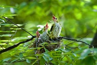 春天绿色树上鸟窝黄鹂鸟图片下载