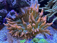 水族馆珊瑚海葵图片大全