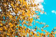 秋天蓝天白云金色树叶高清图片