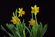 春天黄色喇叭水仙花植物图片下载