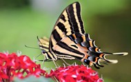 野生热带蝴蝶高清图片