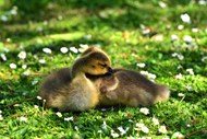 春天草地休憩的小鸭子高清图片